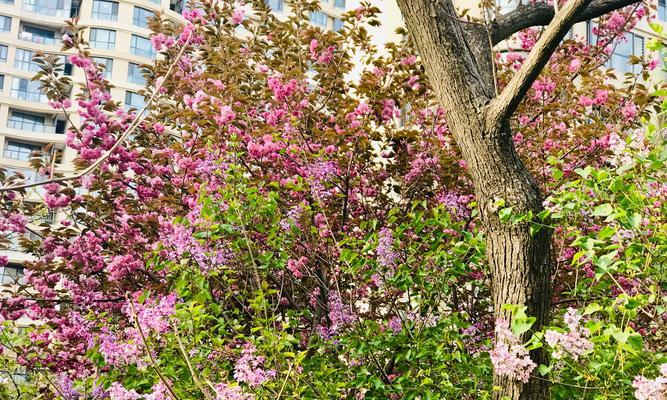 丁香花的花语与寓意（丁香花的浪漫与祝福）