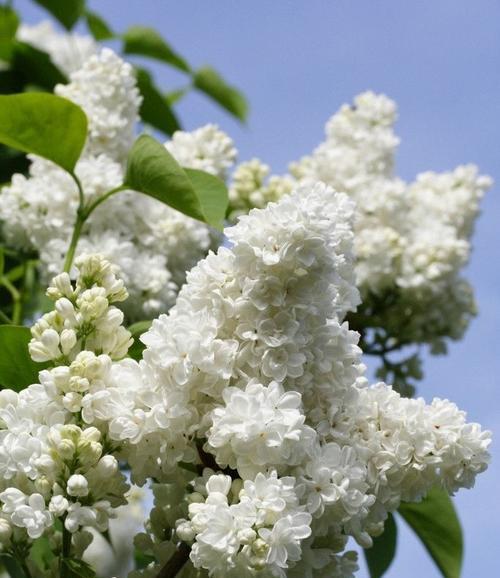 丁香花语，寄托爱与美的情感（丁香花的花语及其象征意义）