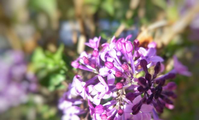 丁香花语，寄托爱与美的情感（丁香花的花语及其象征意义）