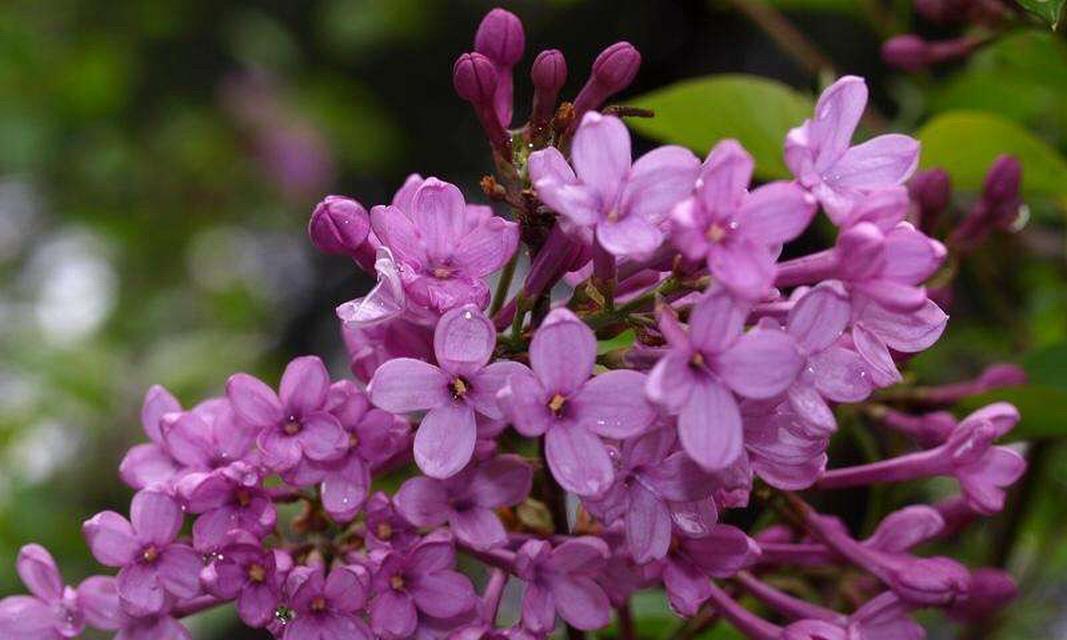 丁香花（丁香花的花语及其象征意义）