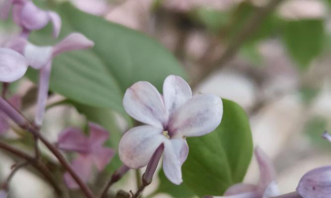 丁香花（丁香花的花语及其象征意义）