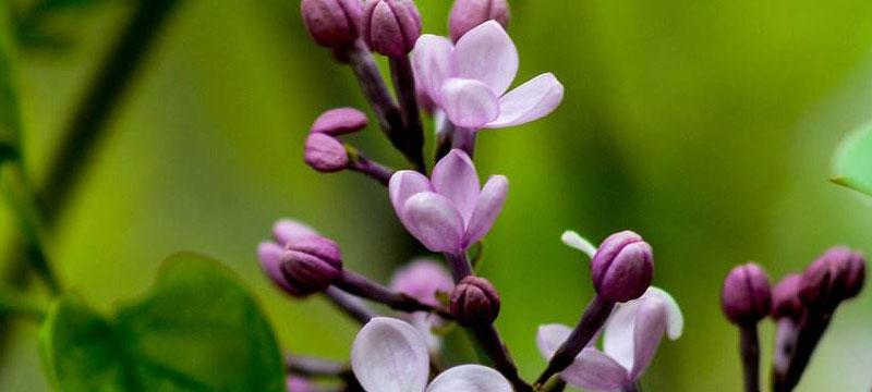 丁香花的花语与寓意（揭秘丁香花的15种花语与寓意，带给你不一样的感受）