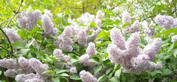 丁香花的花语与寓意（揭秘丁香花的15种花语与寓意，带给你不一样的感受）