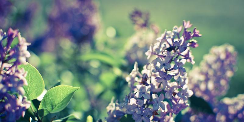 丁香花花语与象征意义（丁香花的美丽与寓意）