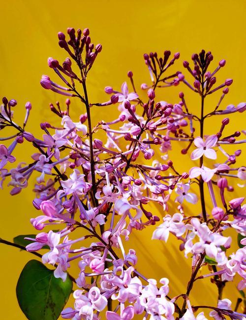 丁香花花语与象征意义（丁香花的美丽与寓意）