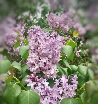 丁香花语——表达永恒的爱（丁香花语的魅力与意义）