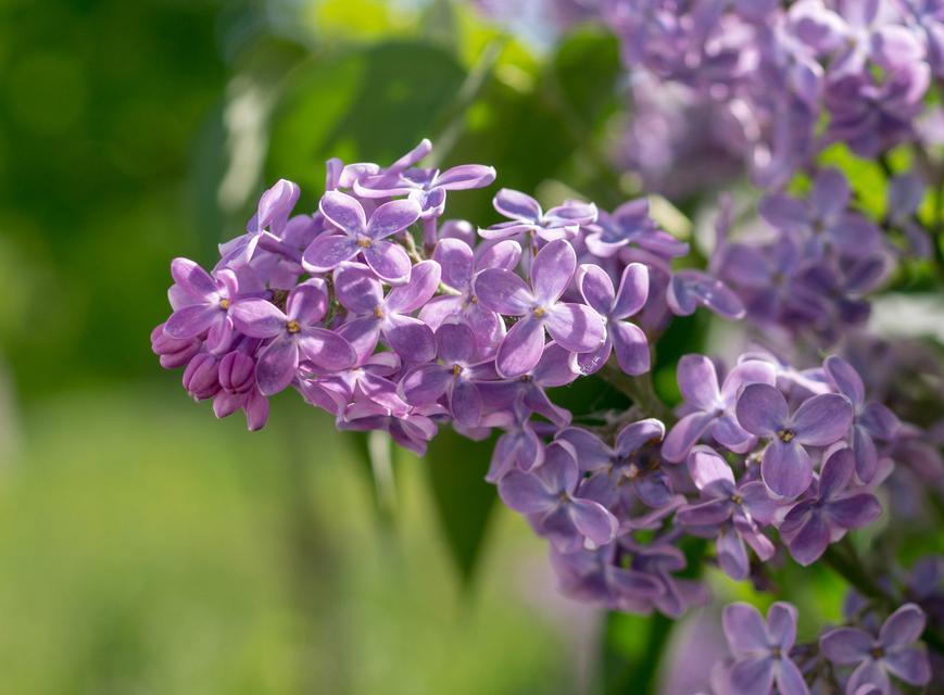 丁香花语——表达永恒的爱（丁香花语的魅力与意义）