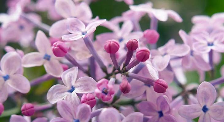 丁香花的寓意与象征意义（美丽的丁香花，寄托着爱与希望）