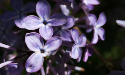 丁香花的寓意与象征意义（美丽的丁香花，寄托着爱与希望）