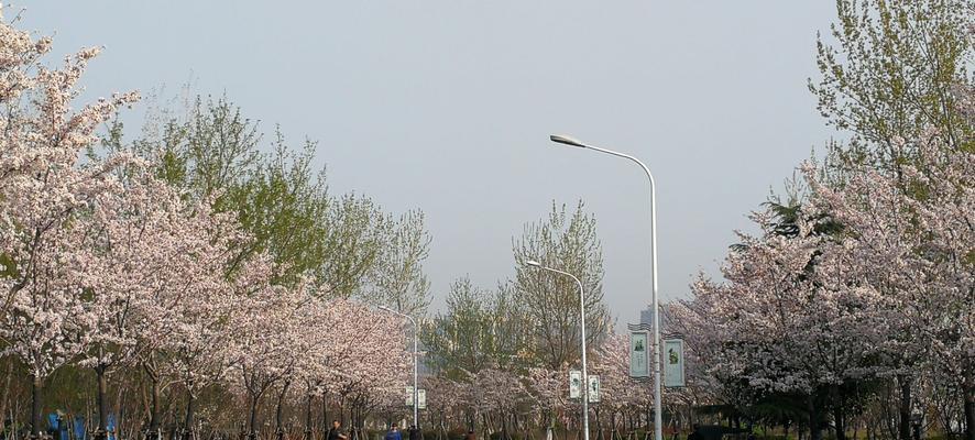 樱花的花语与美丽传说（冬樱花、重瓣樱花与樱花草的独特含义）