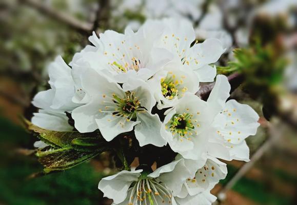 樱花的花语与美丽传说（冬樱花、重瓣樱花与樱花草的独特含义）