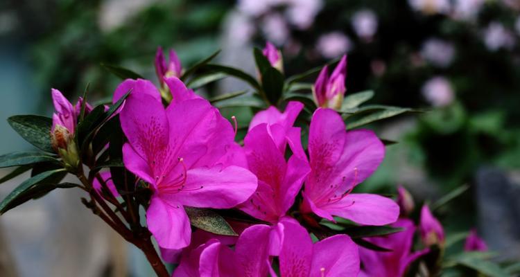 杜鹃花（杜鹃花的花语与文化传承）