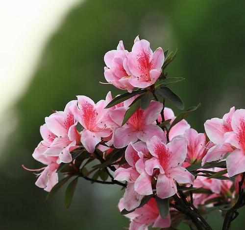 杜鹃花（杜鹃花的花语与文化传承）