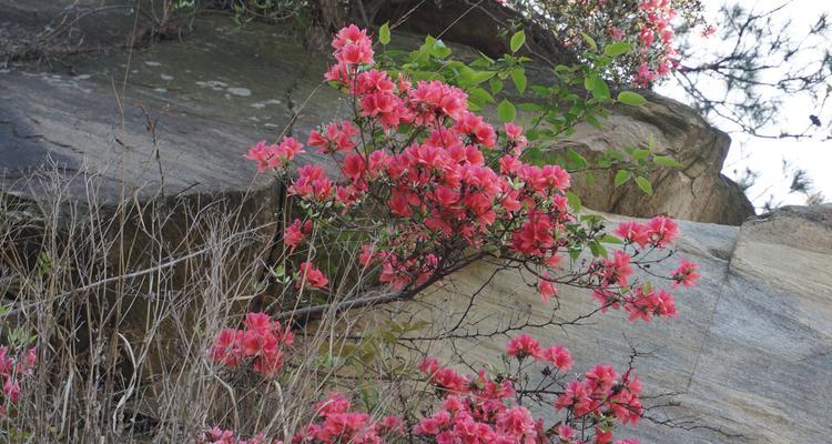 杜鹃的花语与寓意（探寻杜鹃花的神秘密码，揭示它所代表的含义）