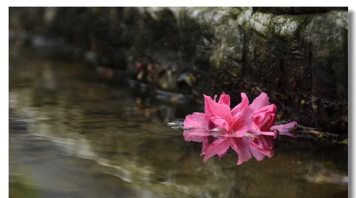 杜鹃花（探索杜鹃花的象征意义及不同文化中的解读）