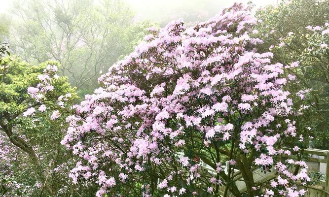 杜鹃花（探索杜鹃花的象征意义及不同文化中的解读）