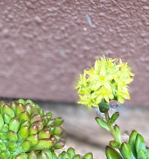 多肉开花的意义（探索多肉植物开花的奥秘）