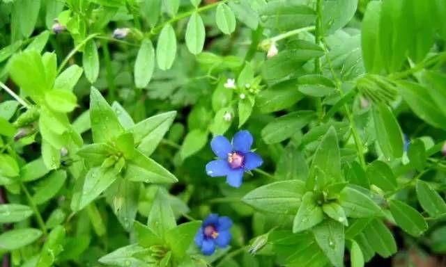 繁缕花的花语与代表意义（探寻繁缕花的神秘语言，了解它的丰富内涵）