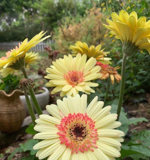 以不同颜色非洲菊的花语（不同颜色非洲菊的花语及象征意义，以及如何利用花语传达情感）