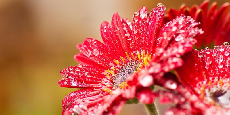 非洲菊（一朵代表意义深远的非洲菊）