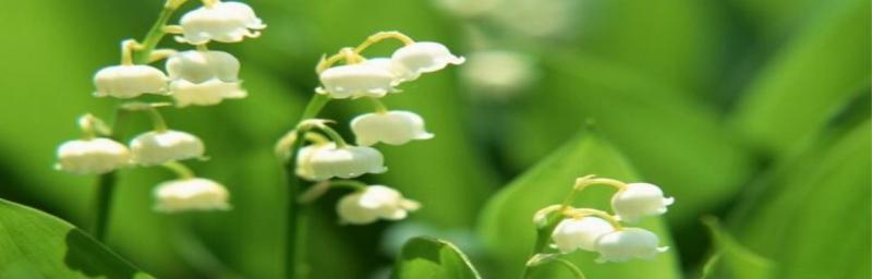 五彩缤纷的风铃花花语（探寻不同颜色风铃花的含义）