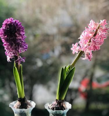 风信子花语的隐含含义（探索风信子的神秘花语，揭示其内涵与传达的情感）