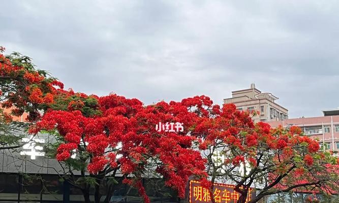 凤凰花的寓意与意义（揭示凤凰花的美丽与力量）