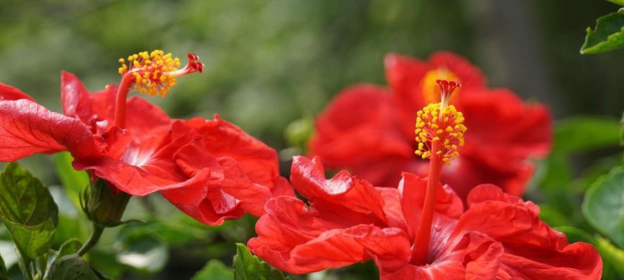 扶桑花的花语与寓意（扶桑花的美丽与象征意义，传递给人们的深刻寓意）