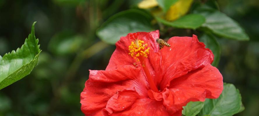 扶桑花的花语与含义（探究扶桑花的象征与传统文化内涵）