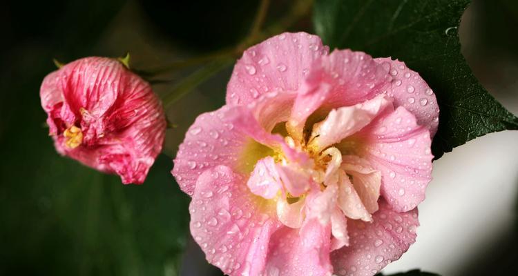 芙蓉花的美丽与意义（探寻芙蓉花背后的深层寓意）