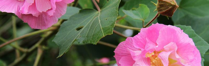 芙蓉花（芙蓉花，花开情浓）