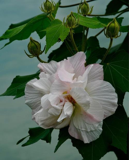 芙蓉花（芙蓉花，花开情浓）