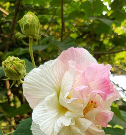 芙蓉花的花语与寓意（探寻芙蓉花的深层含义）