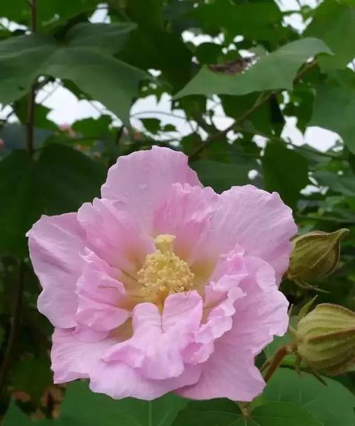 芙蓉花的象征意义（揭秘芙蓉花的传奇魅力）