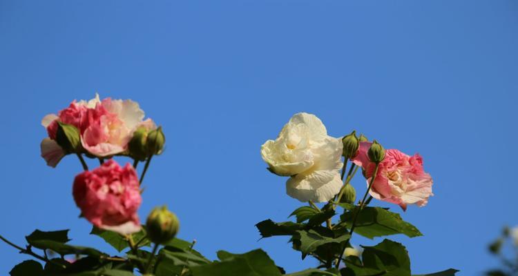 木芙蓉的花语与寓意（探寻木芙蓉花的内涵和象征意义）