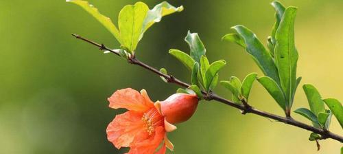 芙蓉树的花语与意义（探寻芙蓉树花开的深意）