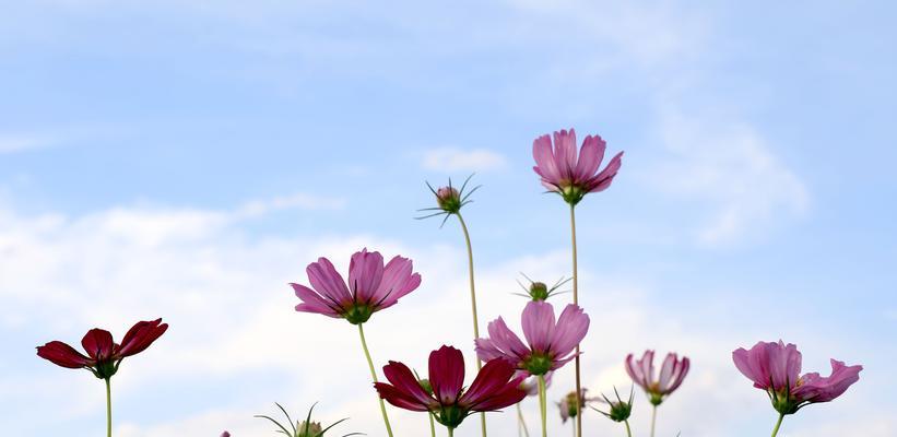 格桑花的寓意与意义（传递希望与坚韧的格桑花，生生不息）