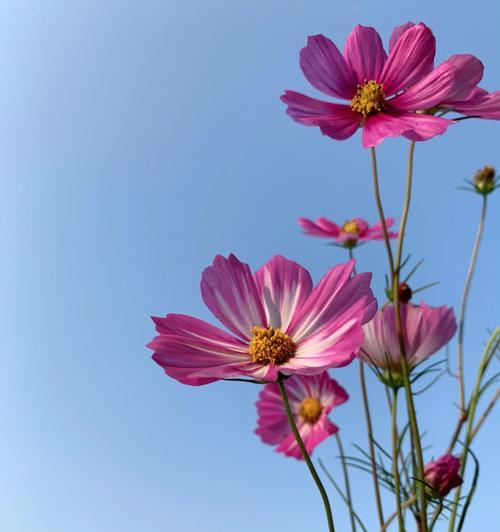 格桑花的花语与象征（探索格桑花的意义与美丽）