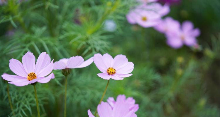 格桑花的花语和寓意（探秘格桑花的寓意与象征）