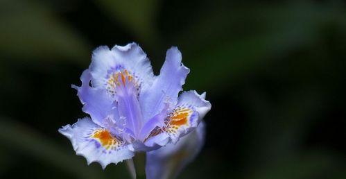 花开花谢，寓意多彩——鸢尾花的花语与象征意义（探寻花海中的隐藏密码，揭秘鸢尾花的奥秘）