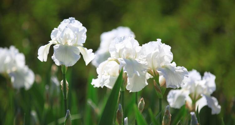 花开花谢，寓意多彩——鸢尾花的花语与象征意义（探寻花海中的隐藏密码，揭秘鸢尾花的奥秘）