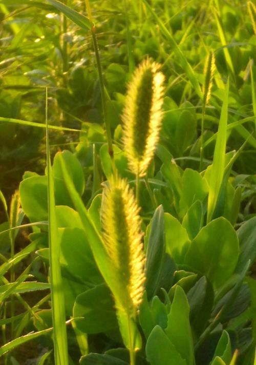 狗尾巴花的花语与寓意（揭开狗尾巴花的神秘面纱，探寻其独特之美）