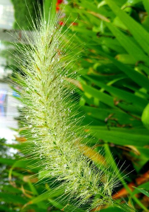 狗尾巴花的花语与寓意（揭开狗尾巴花的神秘面纱，探寻其独特之美）