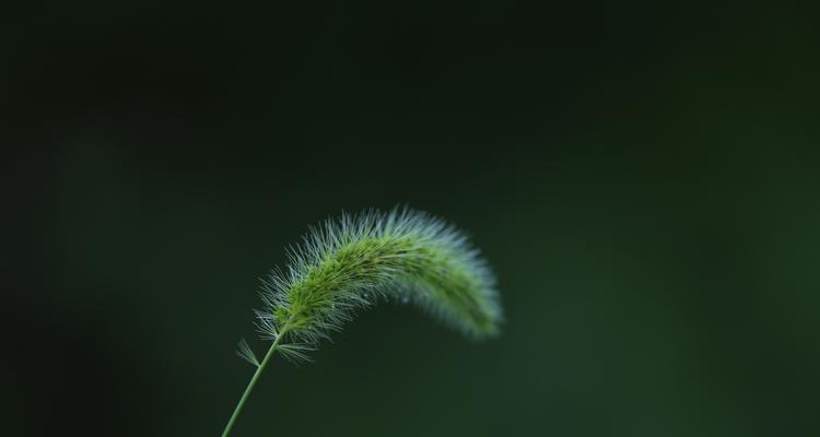 狗尾草花语-传递爱与坚持（用狗尾草花语讲述坚守承诺的美丽故事）