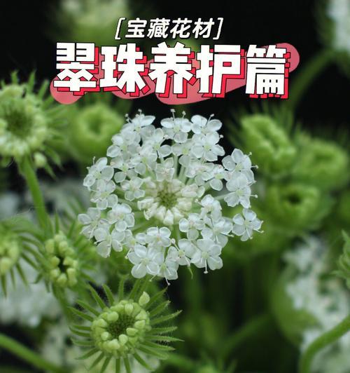 探秘日系绿色切花小菊的花语之美（领悟绿意芬芳，小菊绽放心灵的秘密）