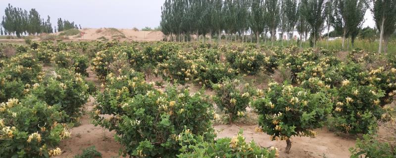 金银花种植全指南（打造自家的金银花园林，以及如何照顾和收获金银花）