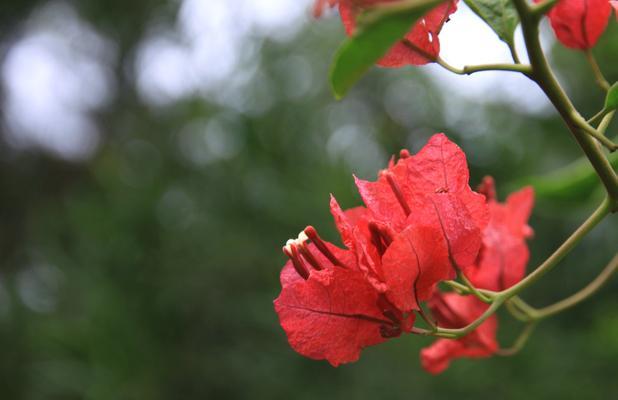 三角梅的含义与花语（赏心悦目的多彩之花—三角梅，花开心意无限）