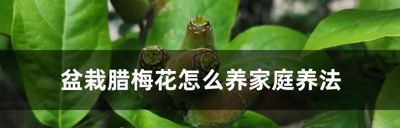 家庭腊梅花怎么养（养殖技巧与注意事项）