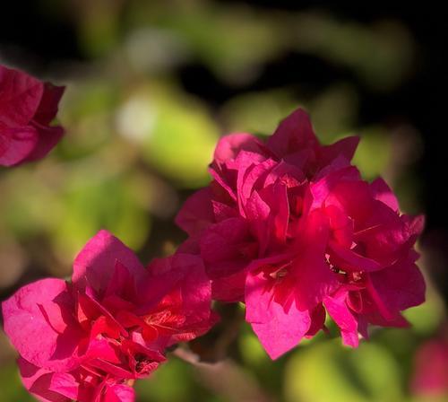 三角梅花语与真爱的关系（探寻三角梅花语中隐藏的真爱密码）