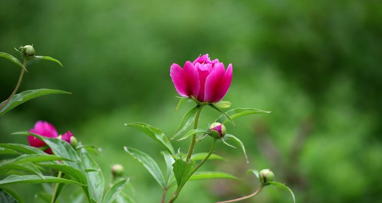 白色芍药的花语与寓意（揭开芍药花语的神秘面纱）